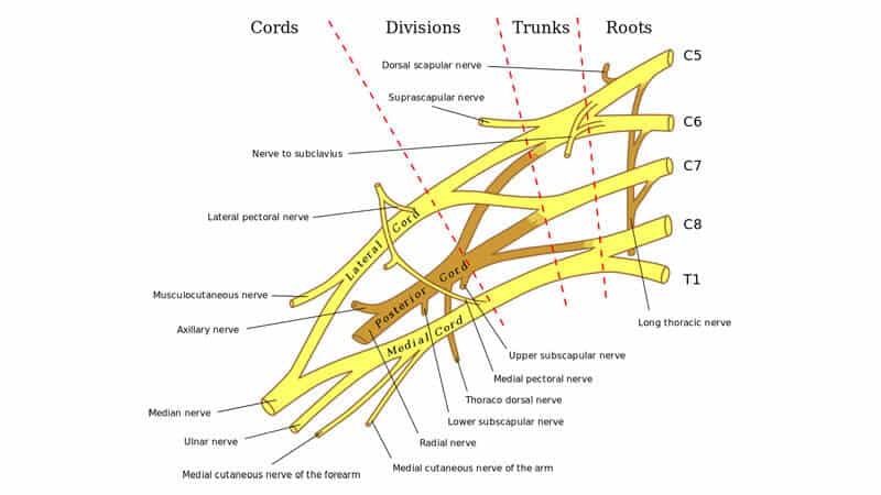 brachial-plexus Diagram of the brachial plexus