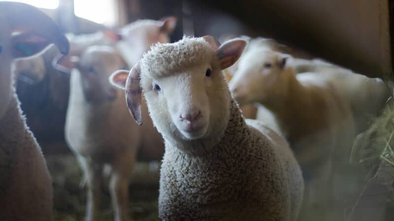farm(1) Sheep in a farm barn