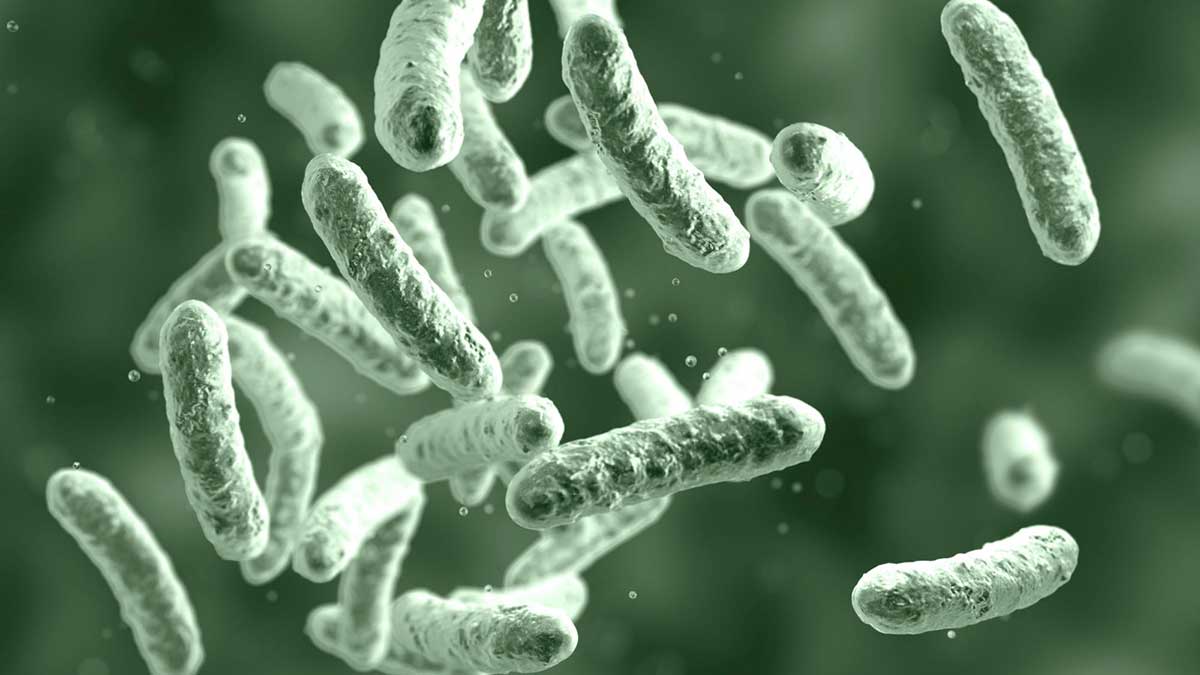 ecoli-bg E.coli under microscope